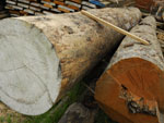 В Выксунском районе участились незаконные порубки леса