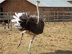 Шанцеву показали выксунских страусов