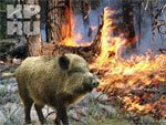 Выксунские деревни охраняют от нападения голодных зверей