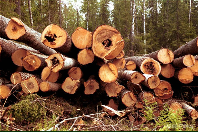 Древесины на 32,5 млн рублей незаконно срубили в Нижегородской области в 2012 году