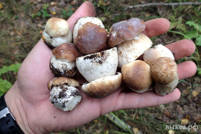 20 грибников заблудились в лесах Нижегородской области в выходные