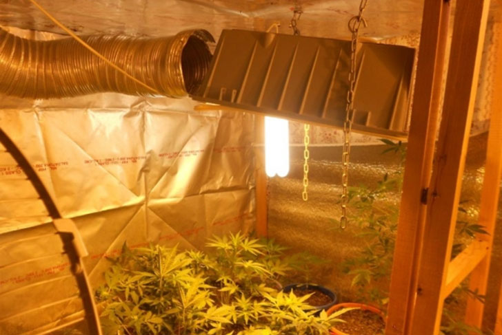 В Выксе задержан мужчина, выращивавший марихуану у себя в квартире