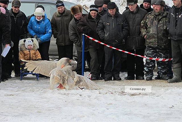 Выксунские гуси стали призерами на всероссийских боях в Павлове