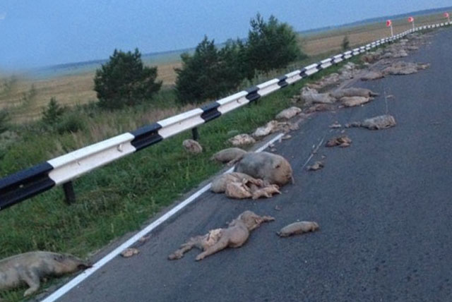 Сотни мертвых поросят растерял грузовик из Выксы по дороге в Саранск