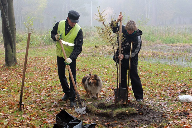 В Выксунском парке посадили 65 саженцев деревьев