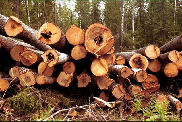 В Выксе продолжается борьба с незаконной вырубкой леса