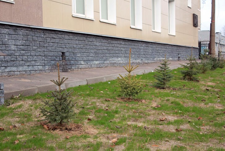 В Выксе посадили 50 саженцев молодых деревьев