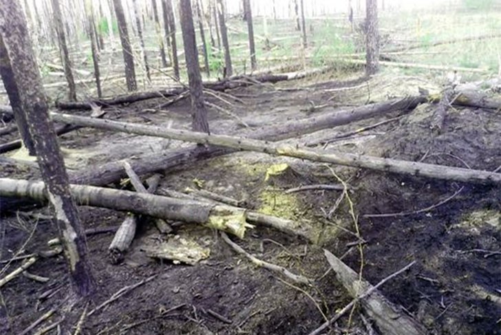 В Пристанском лесничестве ликвидировали очаг лесного пожара