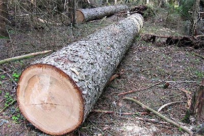 Очередную незаконную вырубку леса пресекла местная прокуратура
