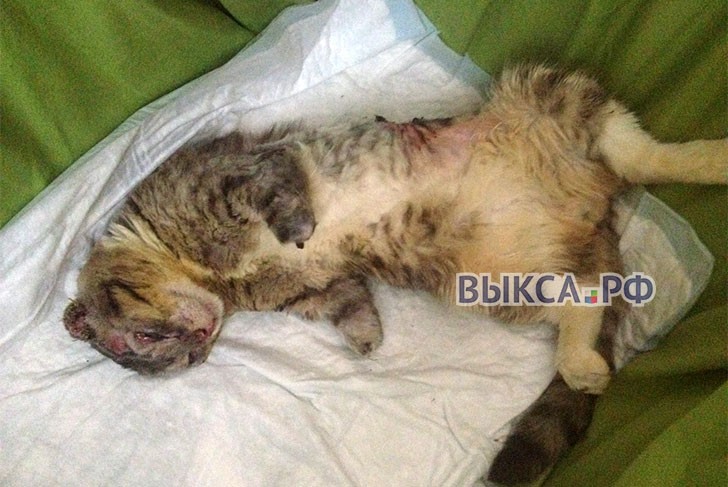Более 40 тысяч рублей собрали для лечения кота Тимохи