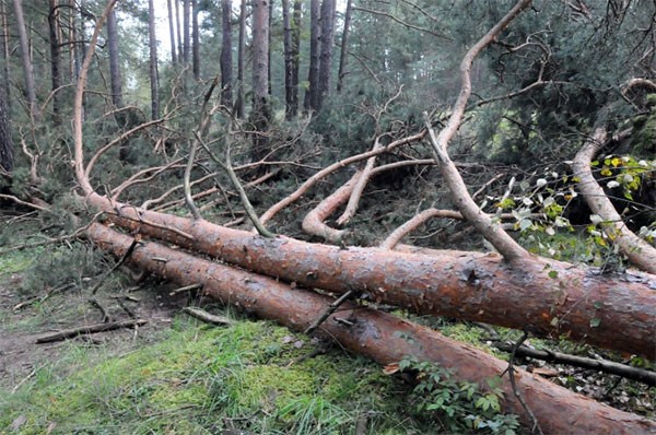 Выксунские депутаты рассмотрели законодательные инициативы, которые помогут в борьбе с хищением леса