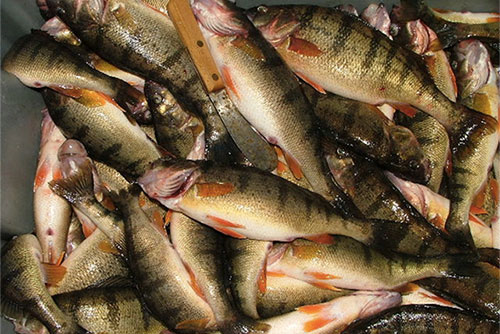 Выксунские рыболовы стали лучшими на областном чемпионате