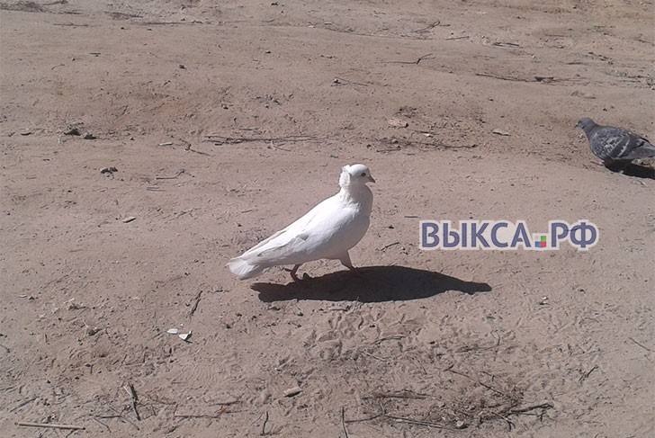 На улицу Белякова прилетел белый голубь
