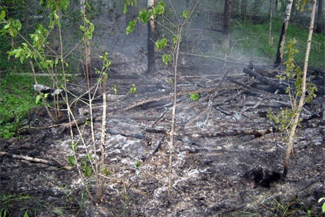 Лесной пожар ликвидировали в Пристанском лесничестве