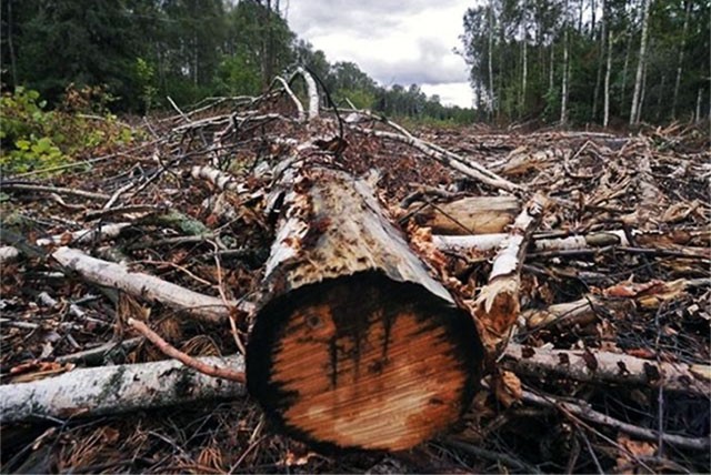Санитарную вырубку леса проведут в микрорайоне Жуковского
