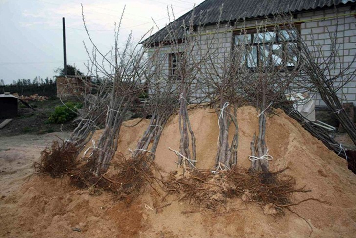 В садоводческом товариществе «Труд» украли деревья
