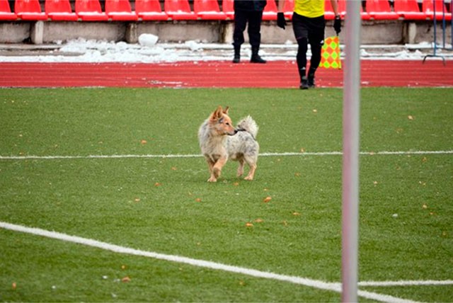 ФК «Металлург» вновь оштрафован за появление собаки на поле
