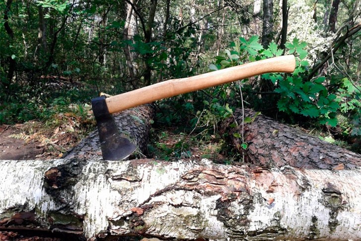 Выксунский лесничий едва не «пустил под топор» здоровые деревья