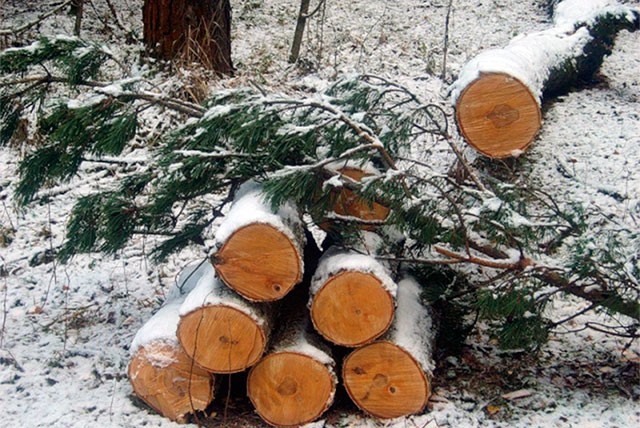 Более 1,6 млн рублей заплатит «лесоруб» за незаконную рубку сосен