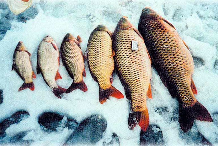 В Выксе прошли областные соревнований по ловле рыбы