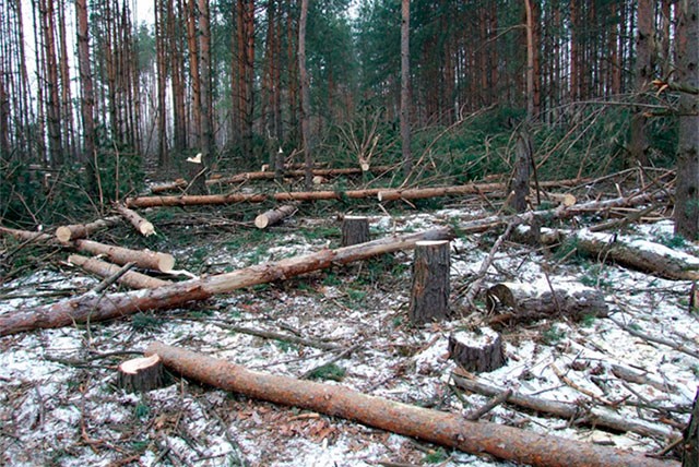 58 незаконных вырубок леса зафиксировано в 2014 году
