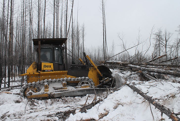 В Выксе ведется работа по восстановлению и сохранению лесов