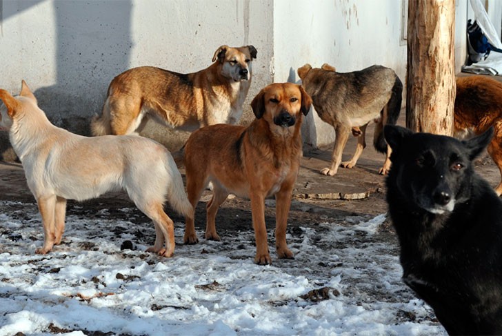 За год на улицах Выксы поймали более 160 бездомных собак