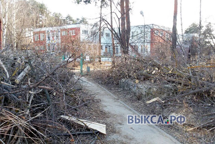 В Выксе планируют убрать сухостойные деревья до конца апреля