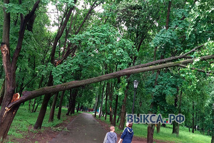 Более 230 тысяч рублей направлено на спиливание аварийных деревьев