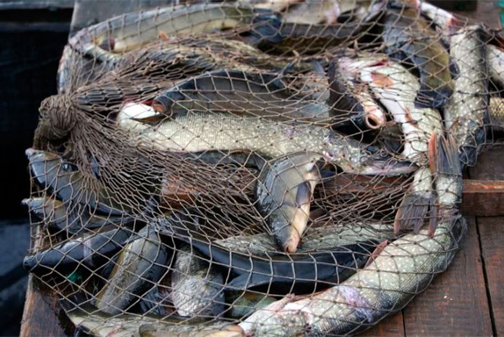 Двух выксунцев осудили за ловлю рыбы сетями