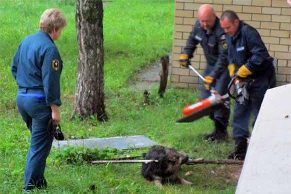 Аварийно-спасательный отряд спас собаку, застрявшую в решетке в м-не Гоголя