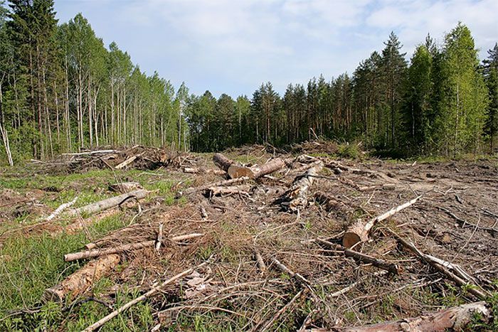 Прокуратура обязала выксунский лесхоз отделить противопожарной полосой остатки древесины в лесу