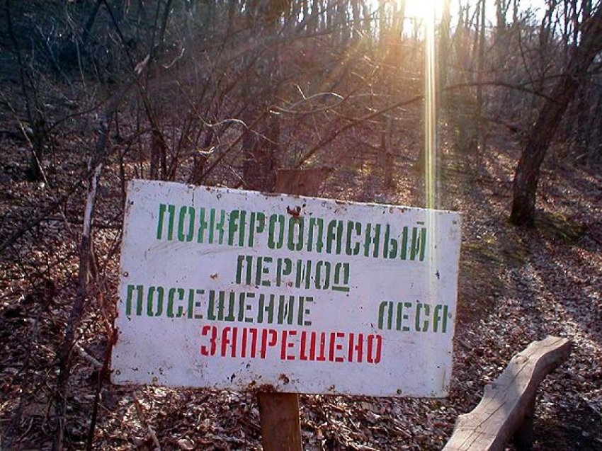 На предстоящие выходные введен запрет на посещение лесов