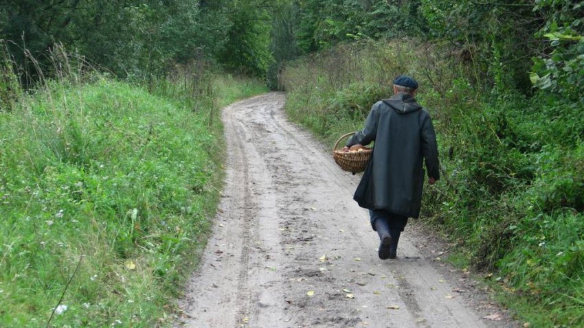 В лесу за м-ном Жуковского потерялся 79-летний грибник