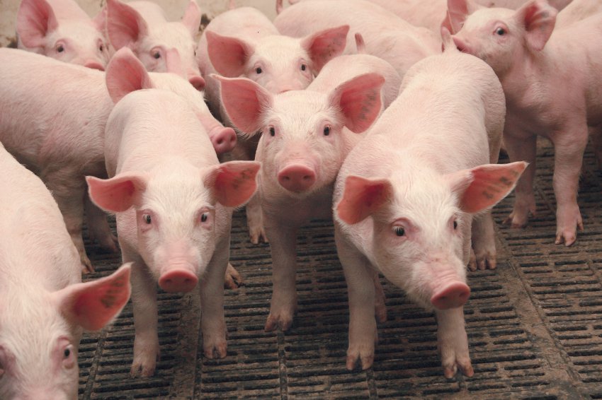 У выксунских свиней выявлен пастереллез