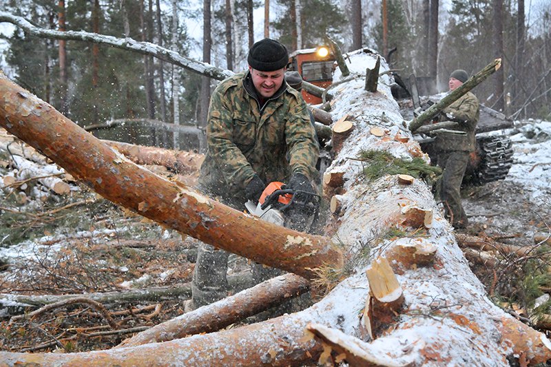 Выксунец заплатит 212 тысяч рублей за незаконную вырубку леса
