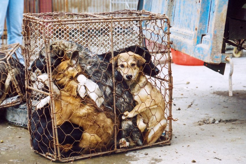 Выксунские защитники животных гонятся за грузовиком с отловленными собаками