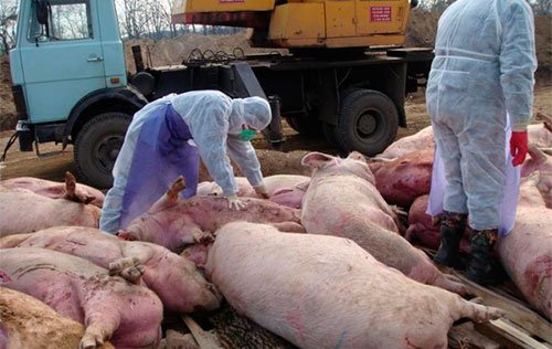 На Выксу надвигается угроза заражения африканской чумой свиней