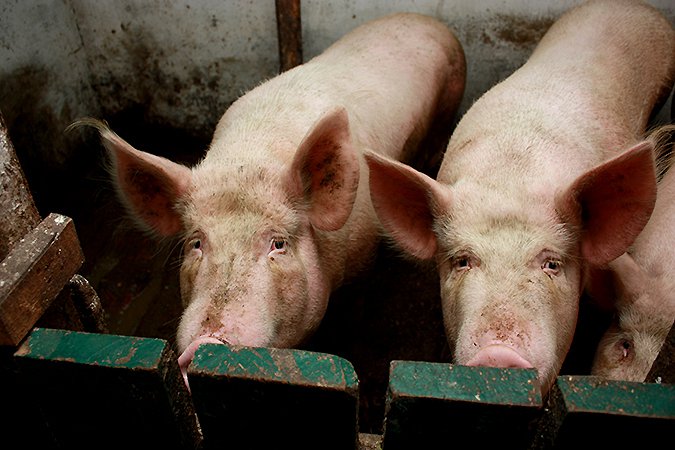 Африканская чума свиней «на пороге»