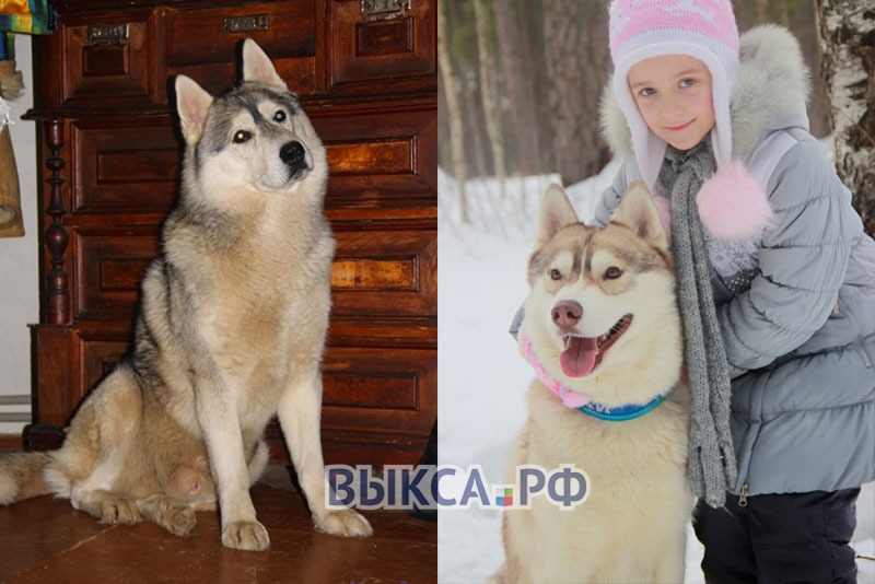 В Борковке пропали 2 собаки породы хаски