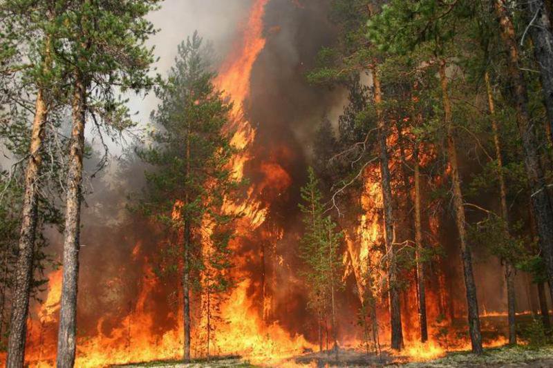 Огонь уничтожил 9 гектаров леса в Выксунском районе
