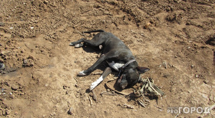 Выксунец обнаружил девять трупов собак на Герцена