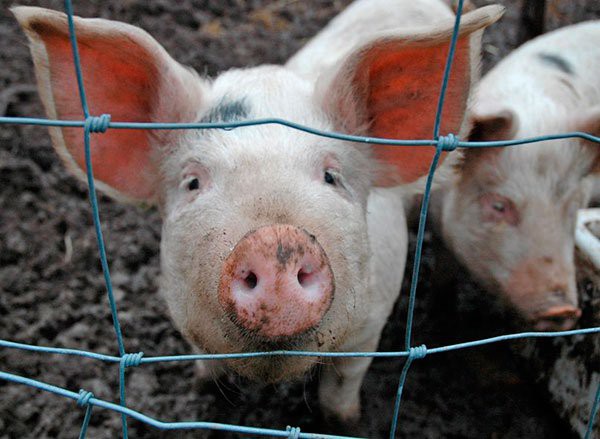 Очаг африканской чумы свиней в Арзамасском районе ликвидирован