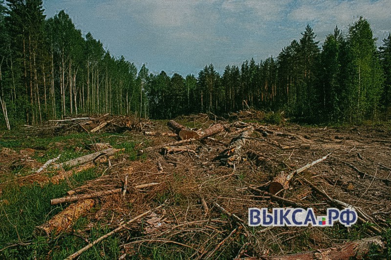 Вырубка зеленого леса — законно ли?