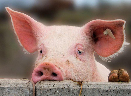 В Выксе на один год запретили разведение, содержание и ввоз свиней