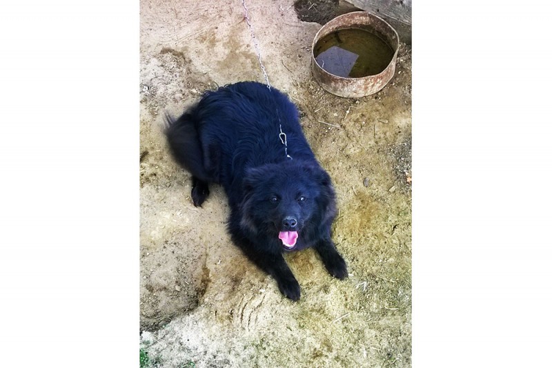 На ПМК пропала черная собака в ошейнике