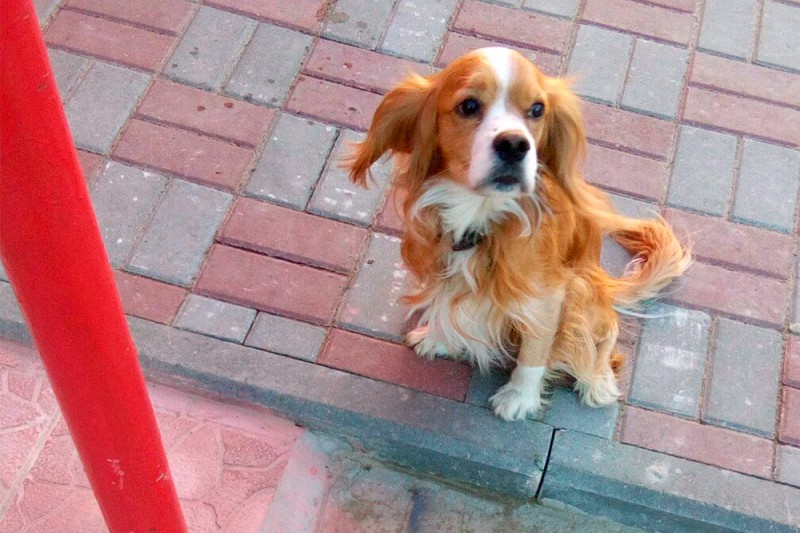 В Мотомсе найдена домашняя собака