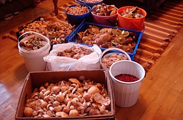 Жители Борковки проникли в дом односельчан, чтобы украсть ягоды и грибы