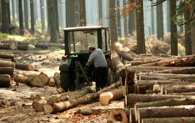 Условный срок получил выксунец за вырубку леса в крупном размере