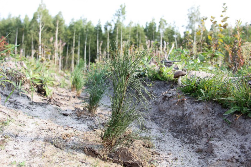 В Нижегородской области посадят почти 17 млн деревьев